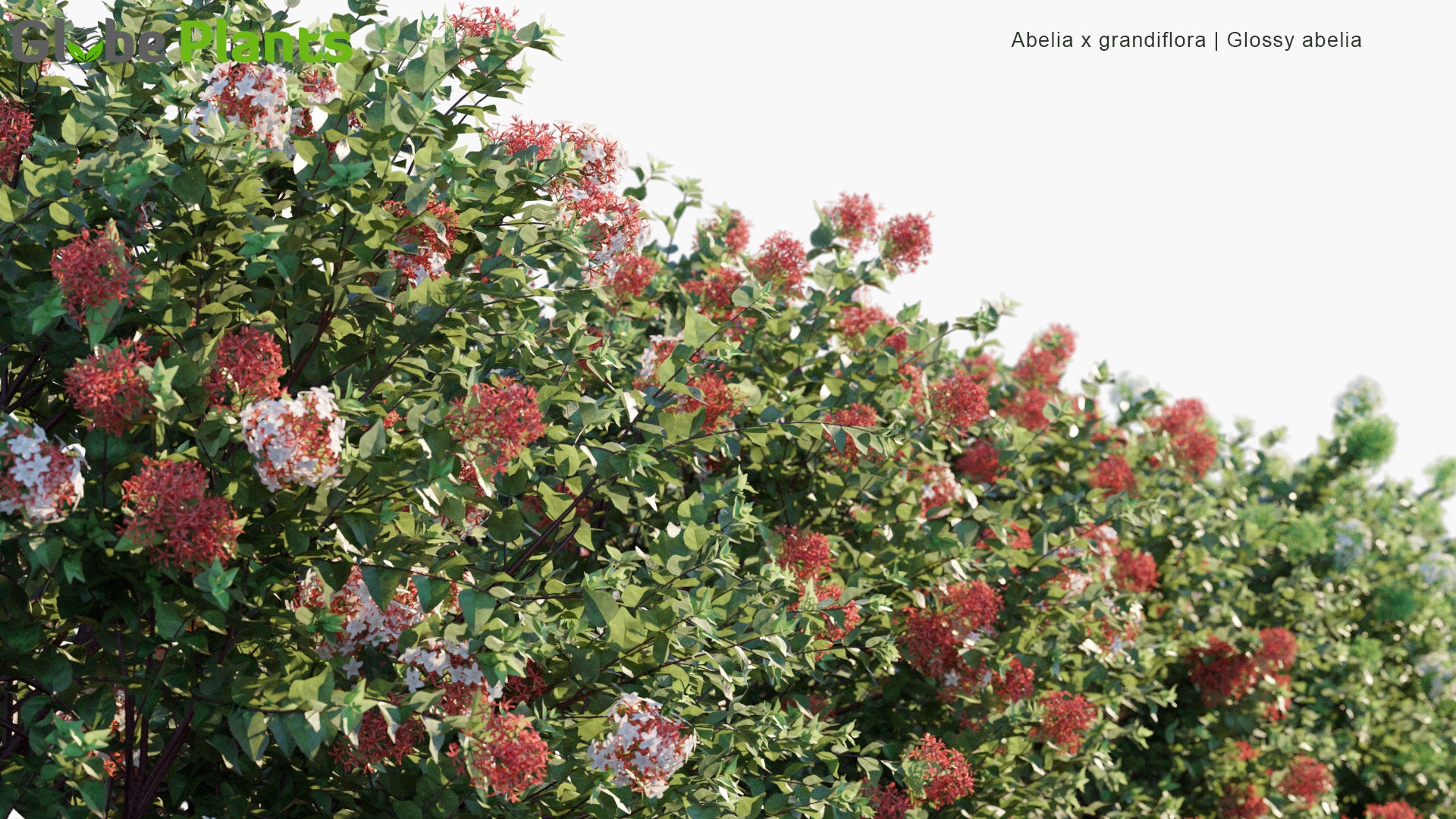 Abelia x Grandiflora 3D Model