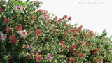 Load image into Gallery viewer, Abelia x Grandiflora - Glossy Abelia