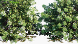 Load image into Gallery viewer, Abelia x Grandiflora - Glossy Abelia