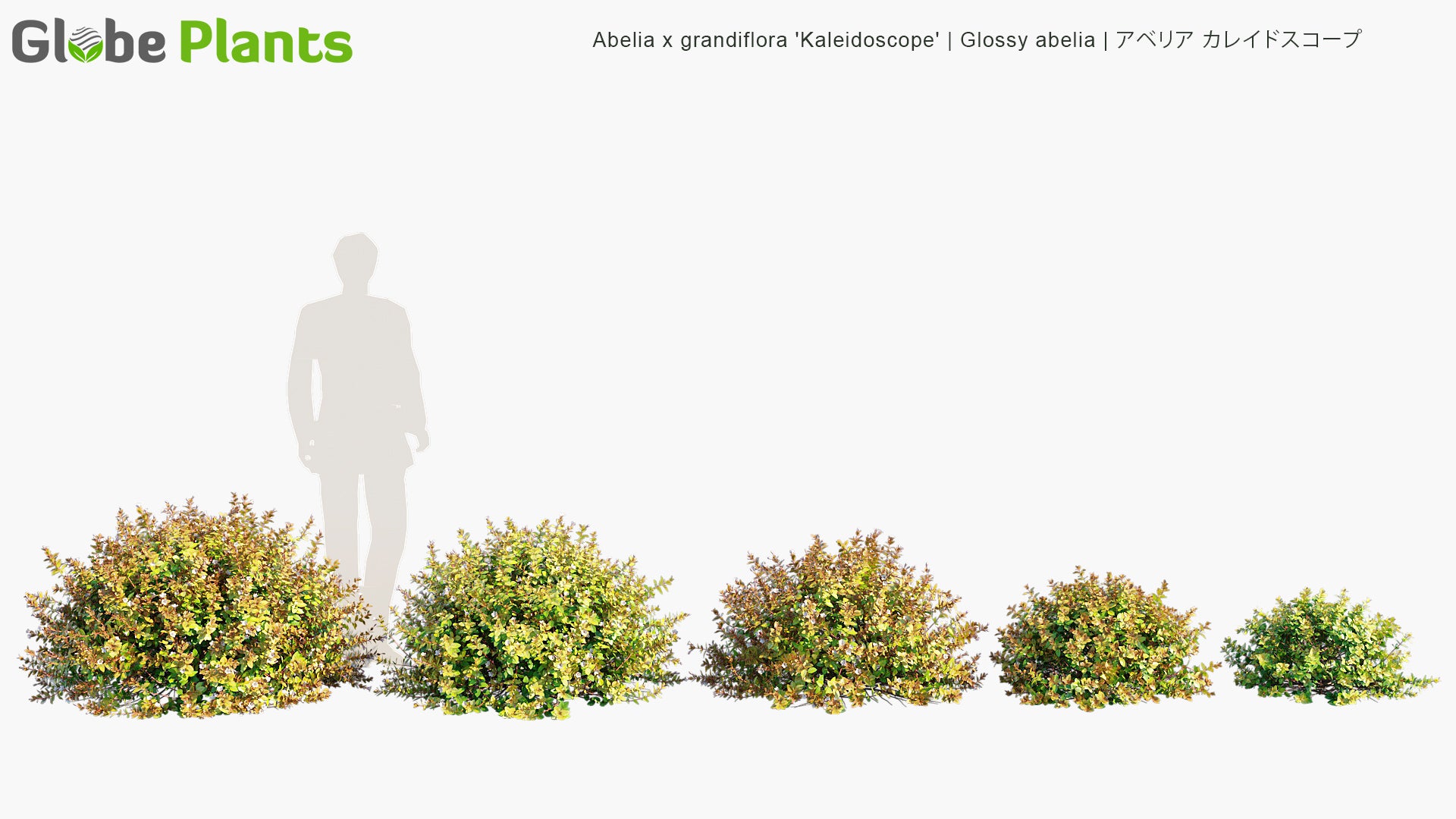 Abelia x Grandiflora 'Kaleidoscope' 3D Model