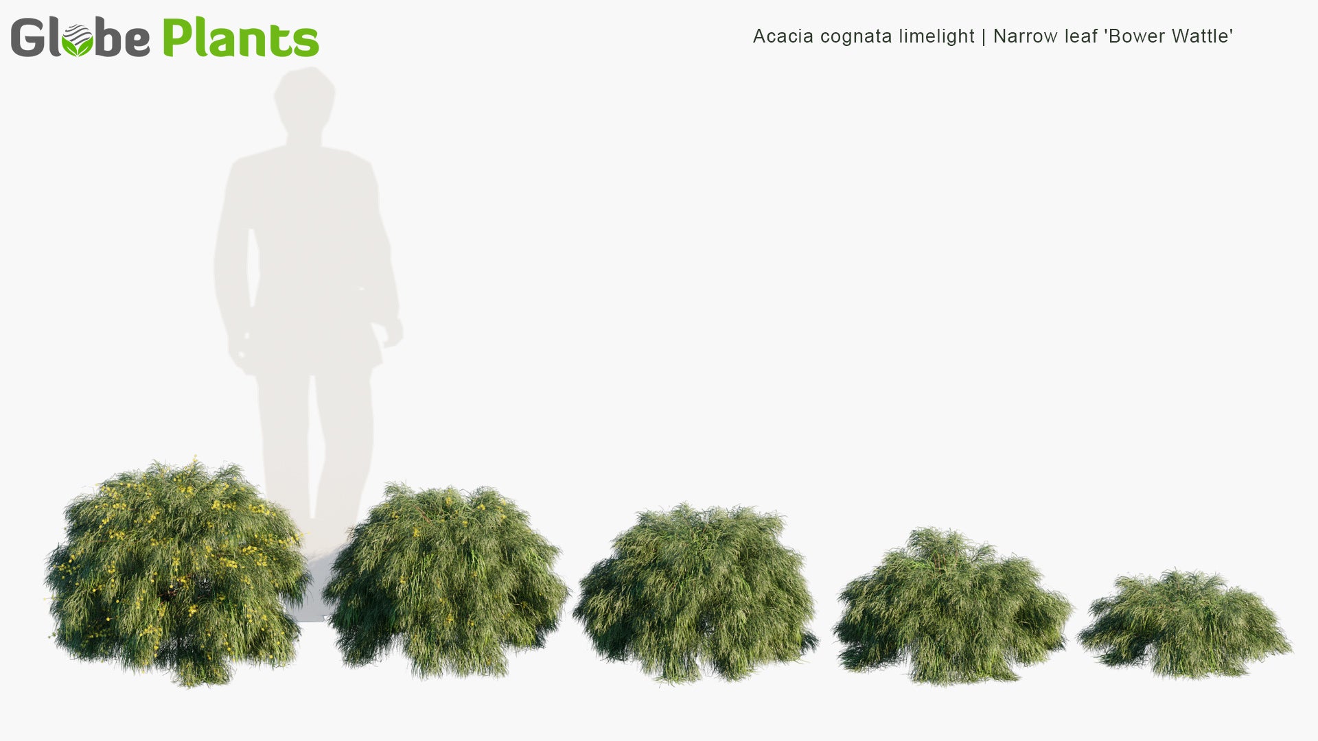 Acacia Cognata 'Limelight' 3D Model