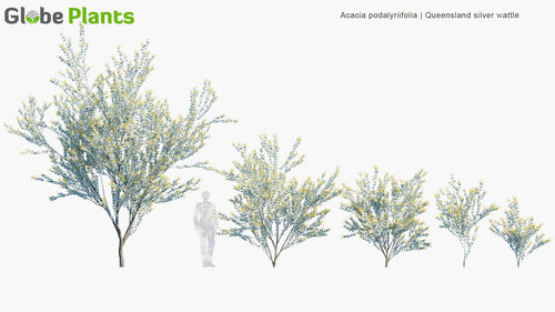 Acacia Podalyriifolia 
