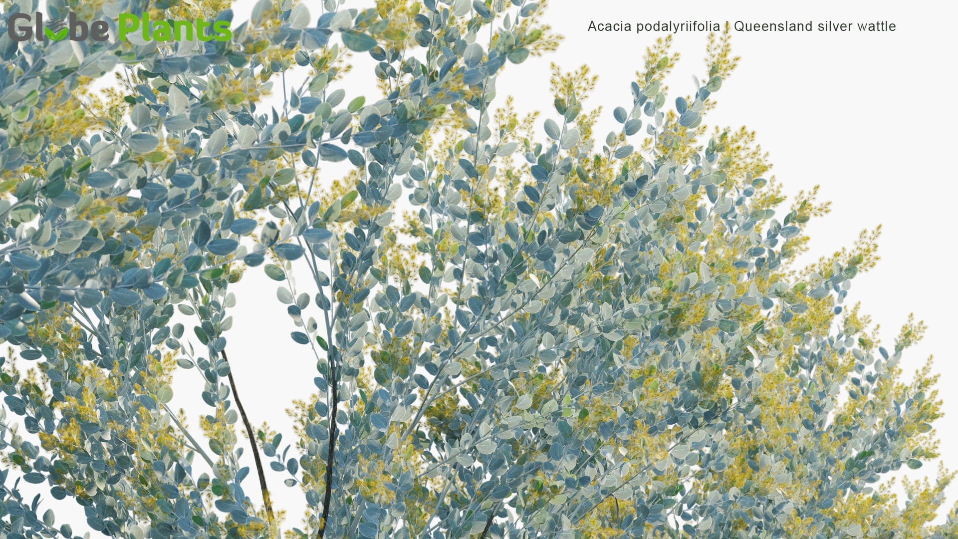 Acacia Podalyriifolia 3D Model 