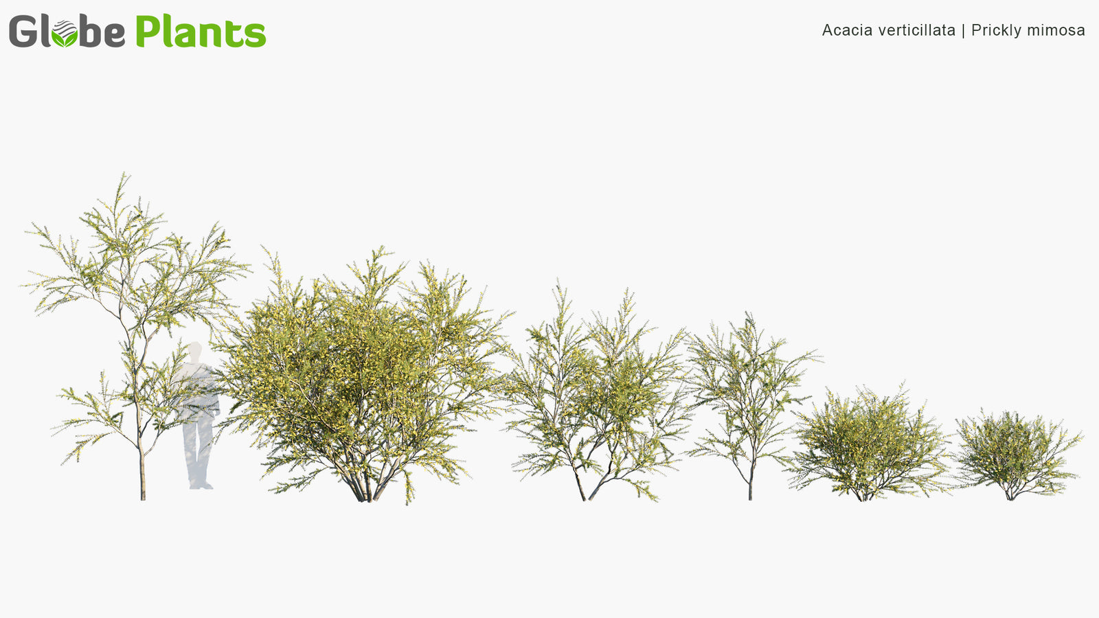 High Poly | Acacia Verticillata (Prickly Moses) 3D Model - GlobePlants