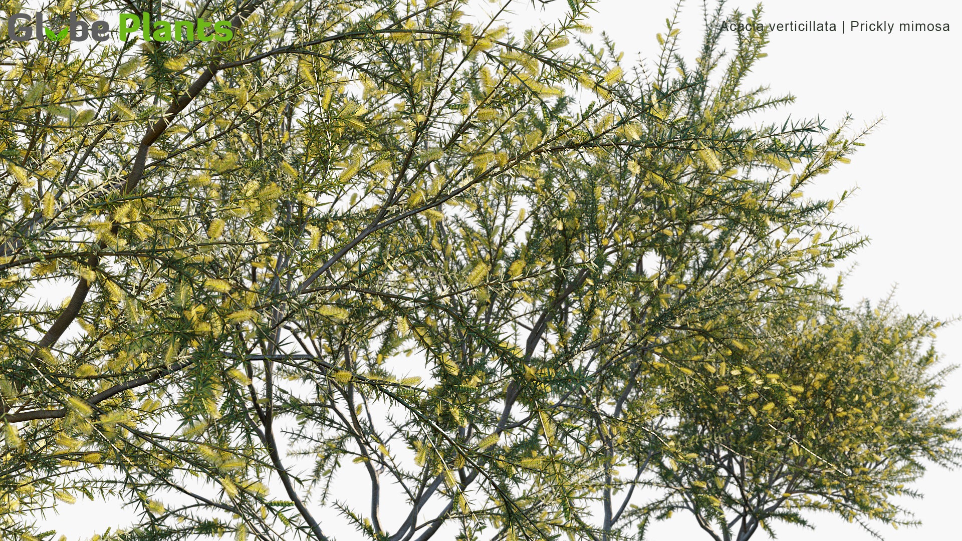 Acacia Verticillata - Prickly Moses, Prickly-Leaved Wattle, Star-Leaved Acacia, Prickly Mimosa, Whorl-Leaved Acacia