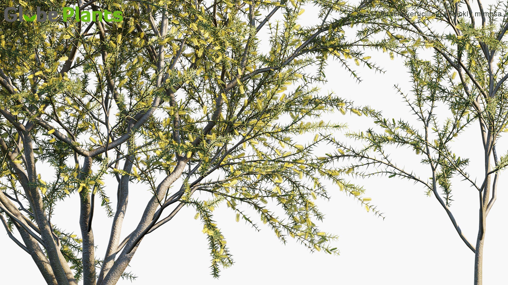Acacia Verticillata - Prickly Moses, Prickly-Leaved Wattle, Star-Leaved Acacia, Prickly Mimosa, Whorl-Leaved Acacia