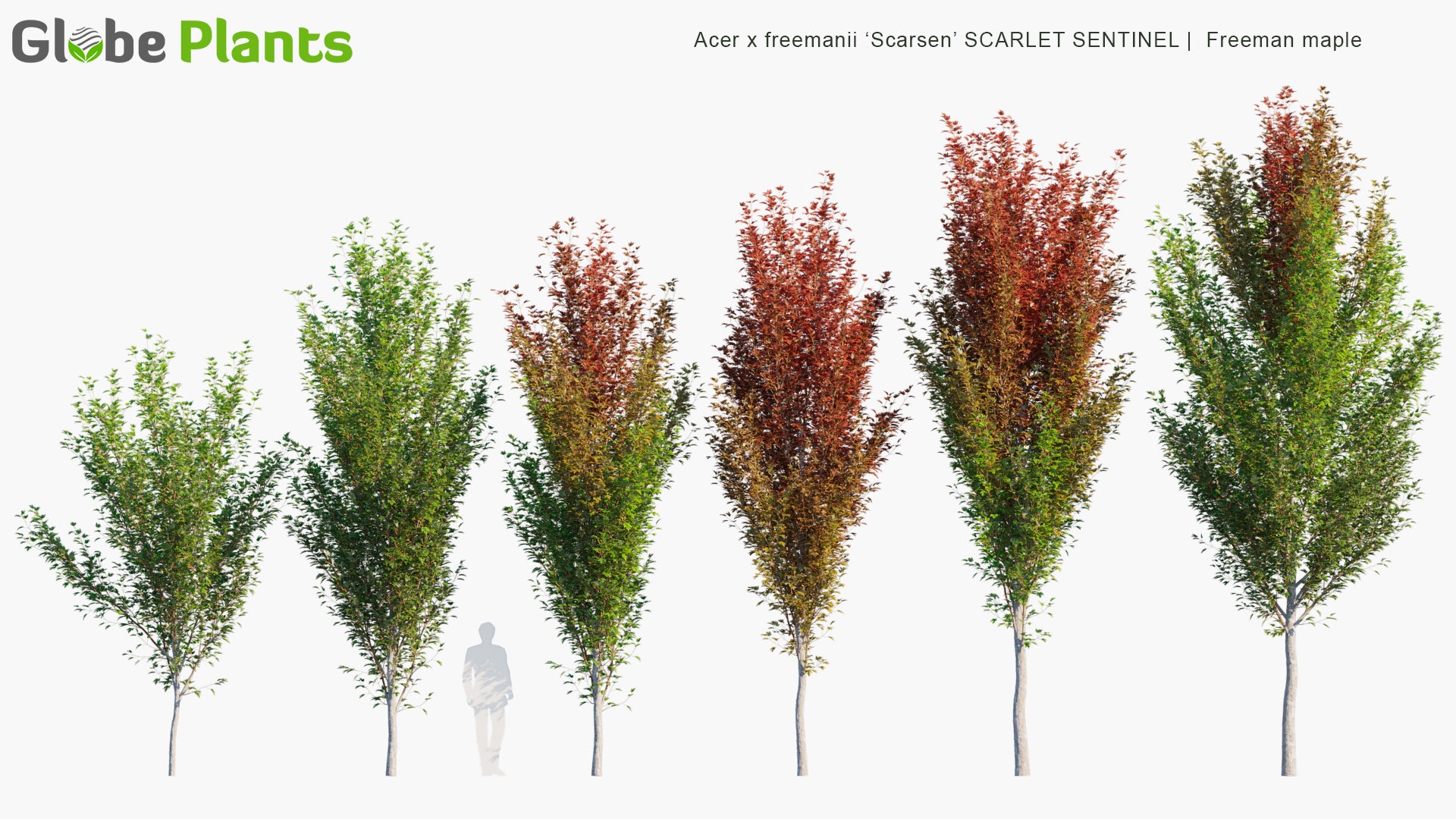 Acer x Freemanii 'Scarsen' Scarlet Sentinel 3D Model