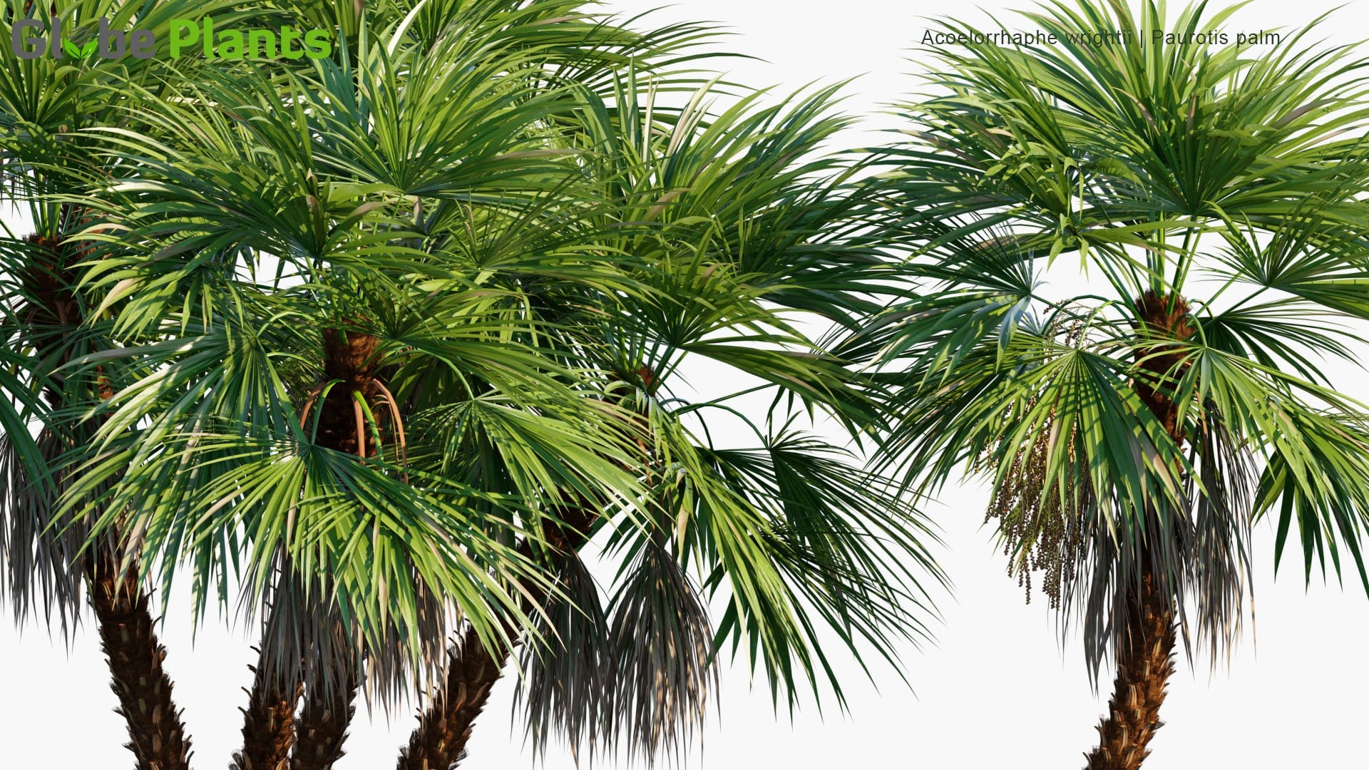 Acoelorrhaphe Wrightii - Paurotis Palm, Everglades Palm, Madeira Palm (3D Model)