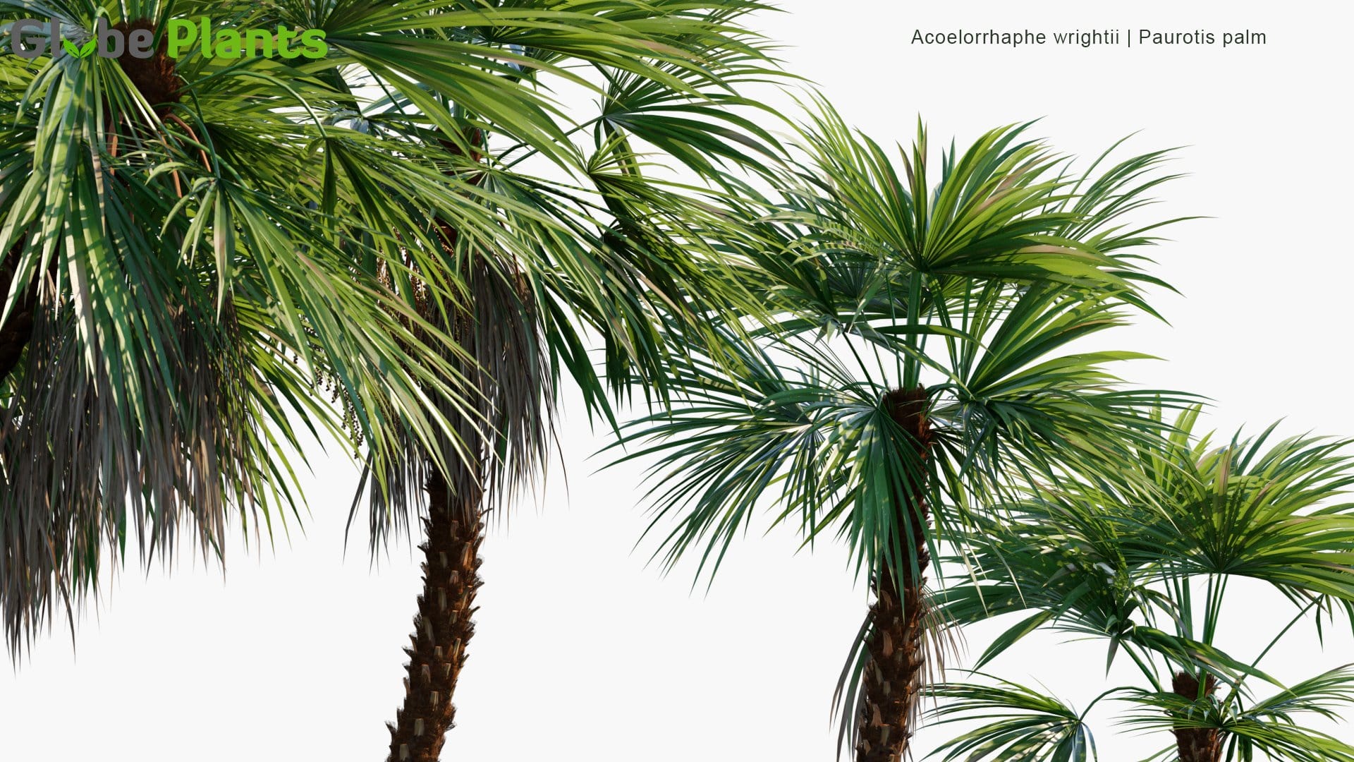 Acoelorrhaphe Wrightii - Paurotis Palm, Everglades Palm, Madeira Palm (3D Model)