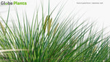 Load image into Gallery viewer, Acorus Gramineus - Japanese Sweet Flag, Japanese Rush, Grassy-Leaved Sweet Flag, Grass-Leaf Sweet Flag (3D Model)