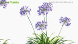 Load image into Gallery viewer, Agapanthus Black Pantha - Black Pantha Lily (3D Model)
