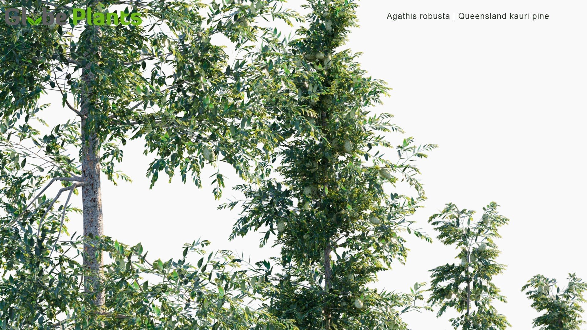 Agathis Robusta - Queensland Kauri Pine (3D Model)