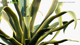Load image into Gallery viewer, Agave Americana - Century Plant, Maguey, American Aloe