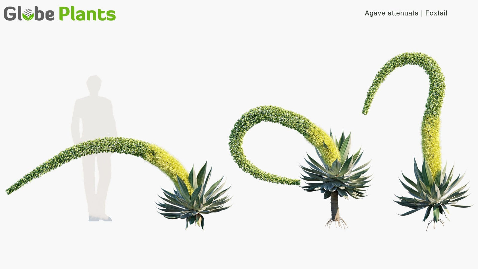 High Poly | Agave Attenuata (Foxtail) 3D Model - GlobePlants