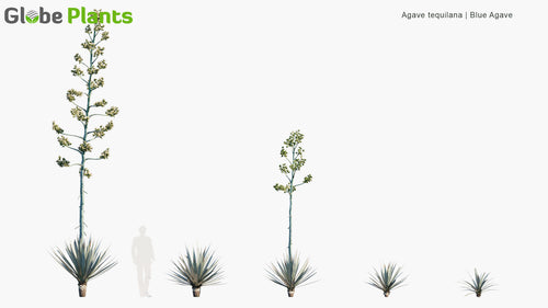 Agave Tequilana 