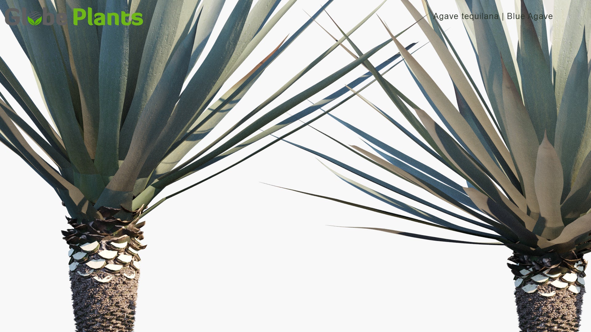 Agave Tequilana 3D Model