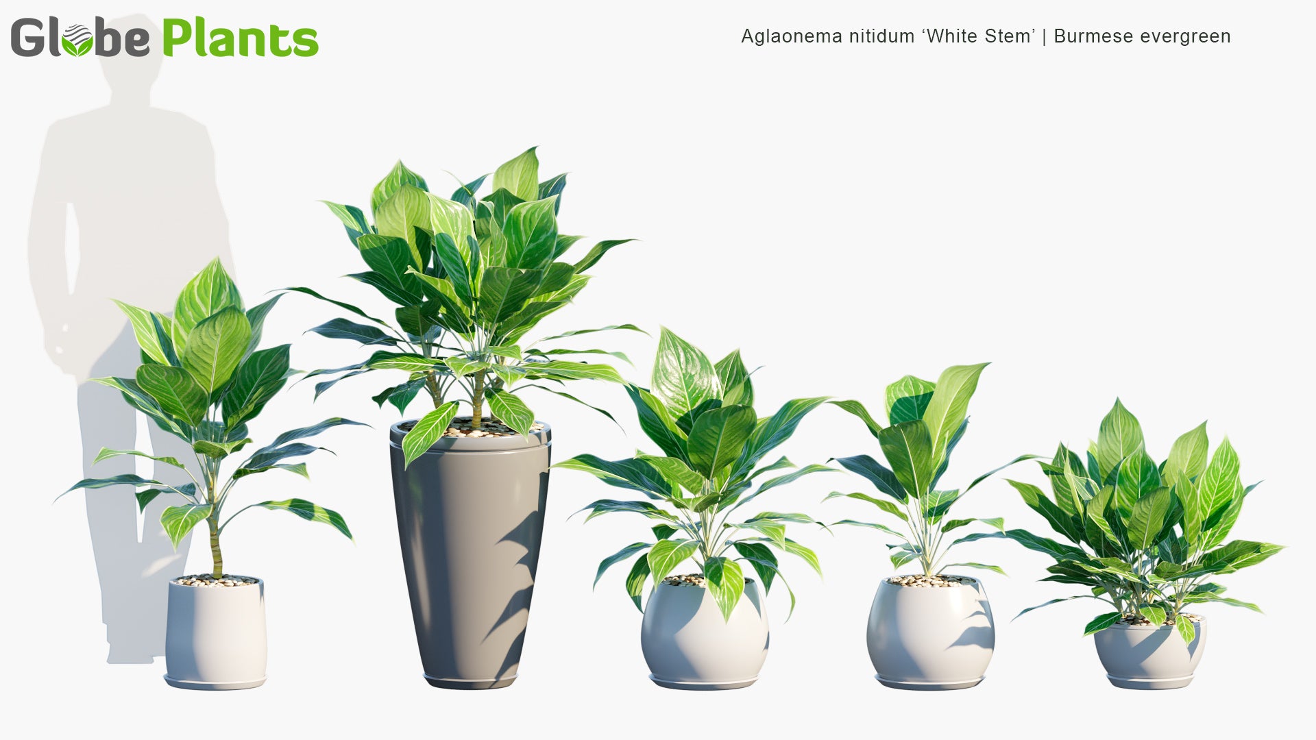 Aglaonema Nitidum 'White Stem' - Burmese Evergreen, Chinese Evergreen