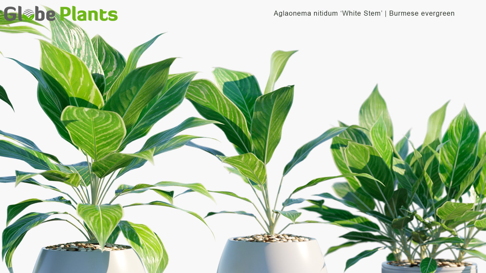 Aglaonema Nitidum 'White Stem' - Burmese Evergreen, Chinese Evergreen