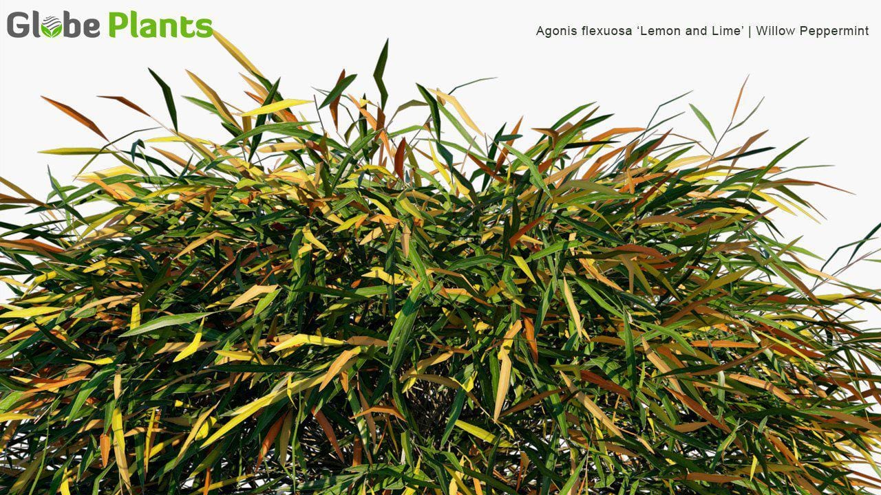 Agonis Flexuosa ‘Lemon and Lime’ 3D Model