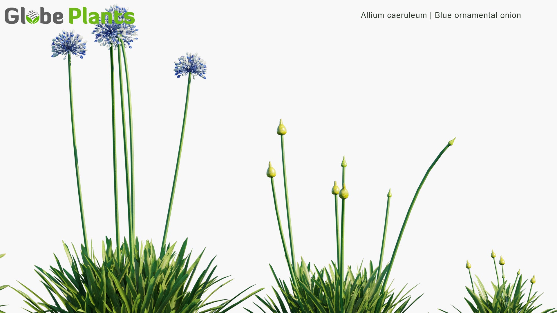 Allium Caeruleum 3D Model