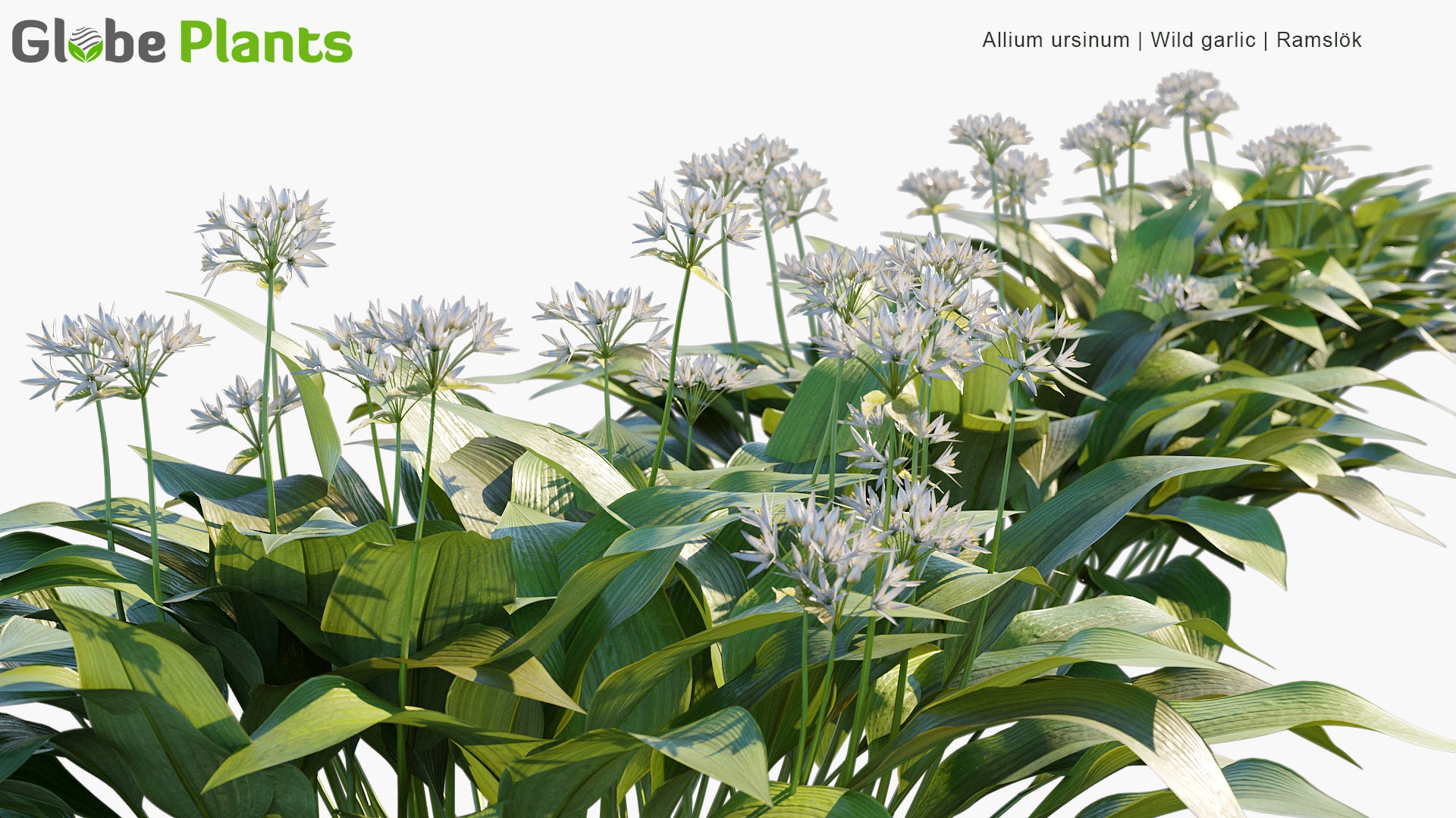 Allium Ursinum 3D Model