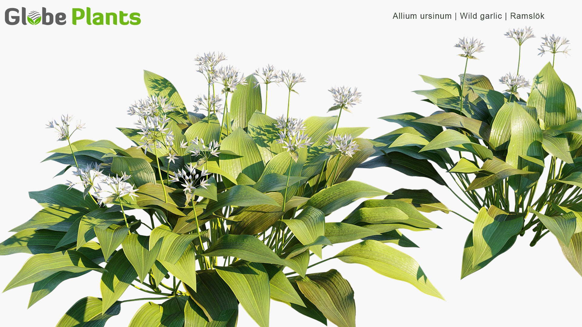 Allium Ursinum - Wild Garlic, Ramsons, Cowleekes, Ramslök