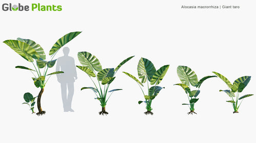 Alocasia Macrorrhizos 