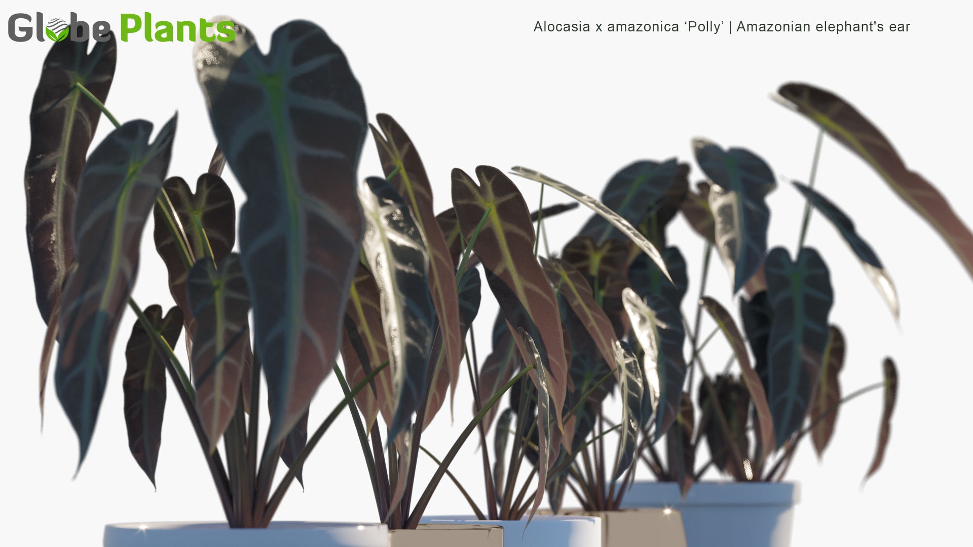 Alocasia x Amazonica ‘Polly’ - Amazonian Elephant's Ear