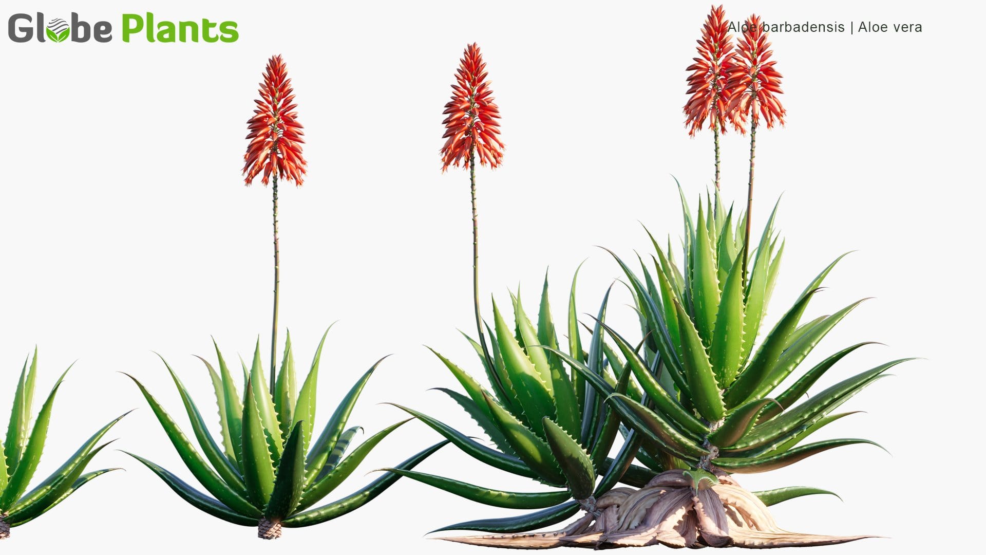 Aloe Barbadensis - Aloe Vera (3D Model)