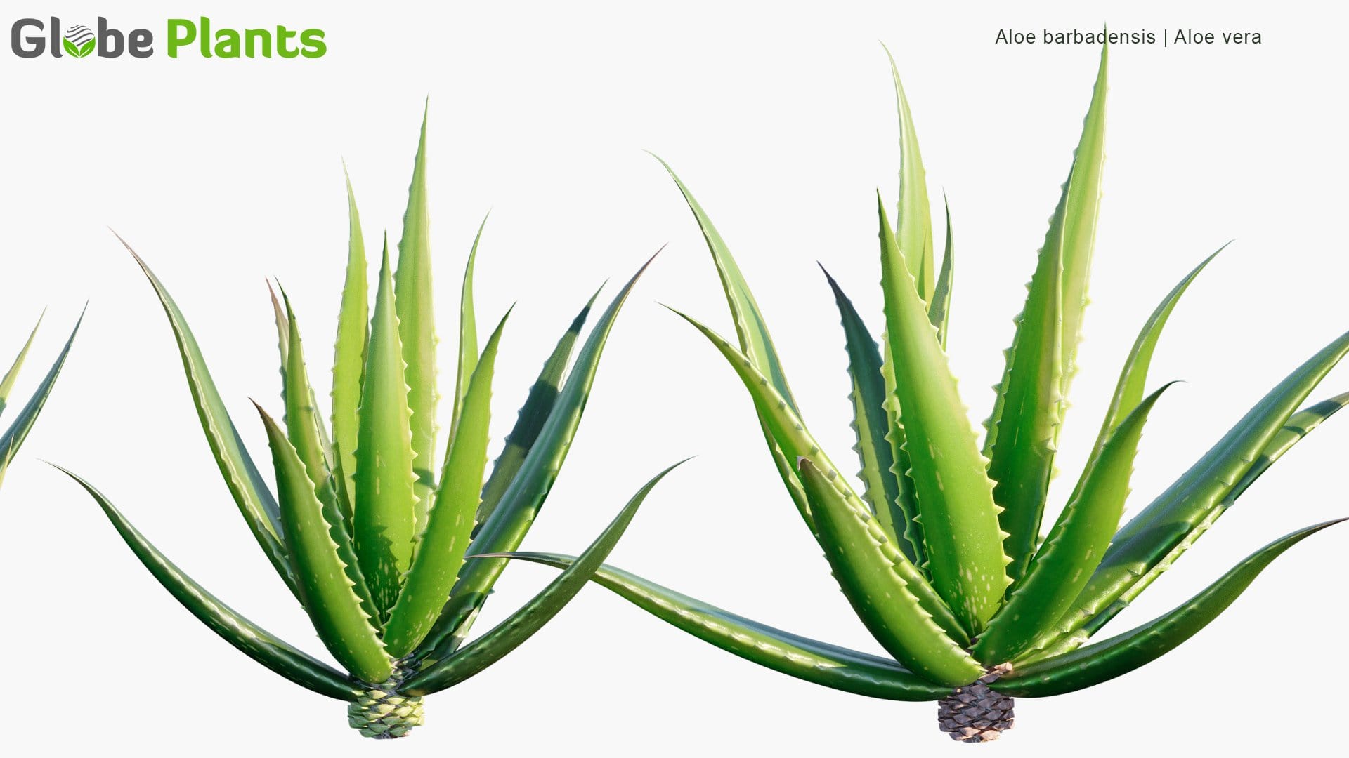 Aloe Barbadensis - Aloe Vera (3D Model)