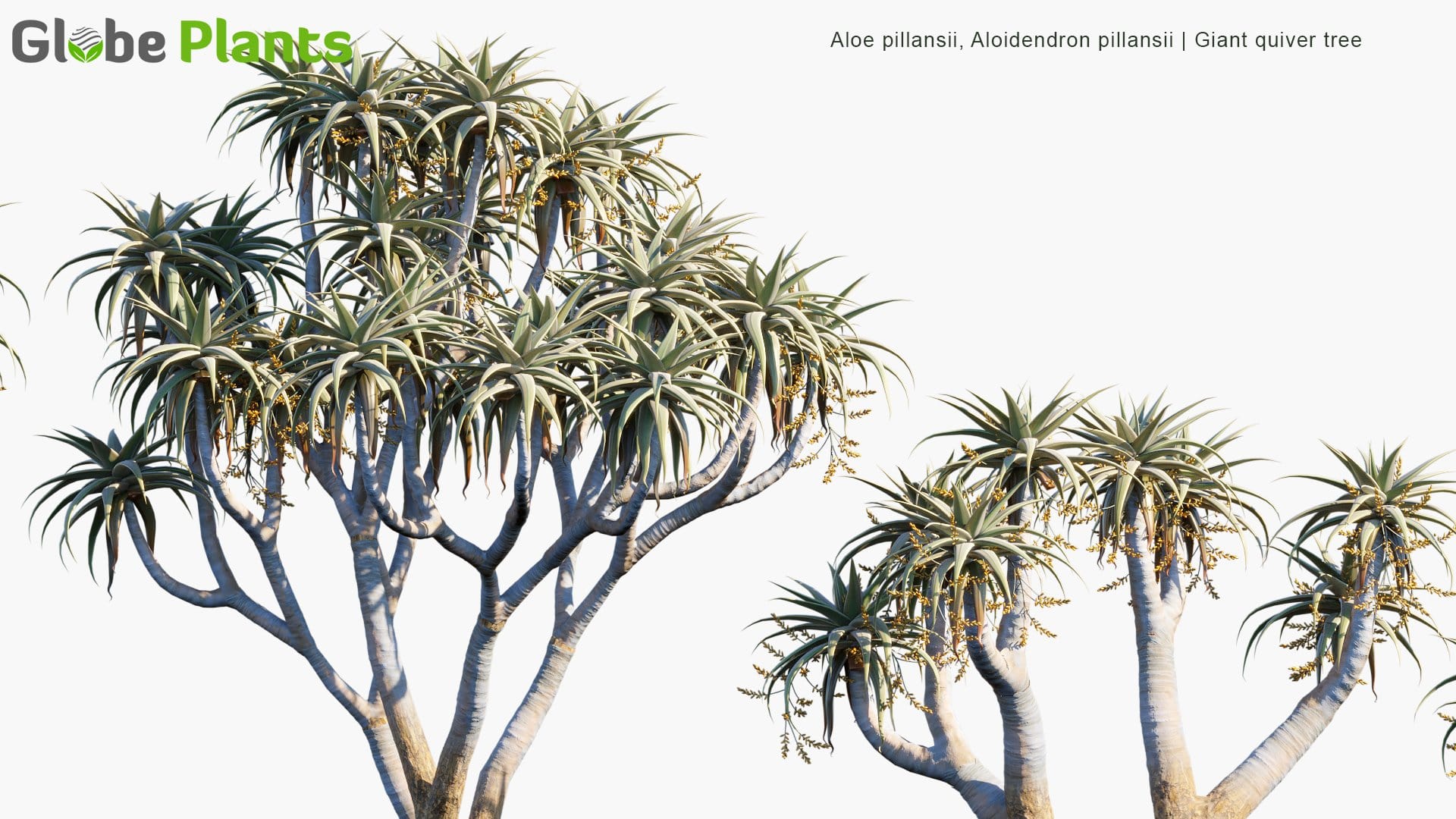 Aloe Pillansii 3D Model