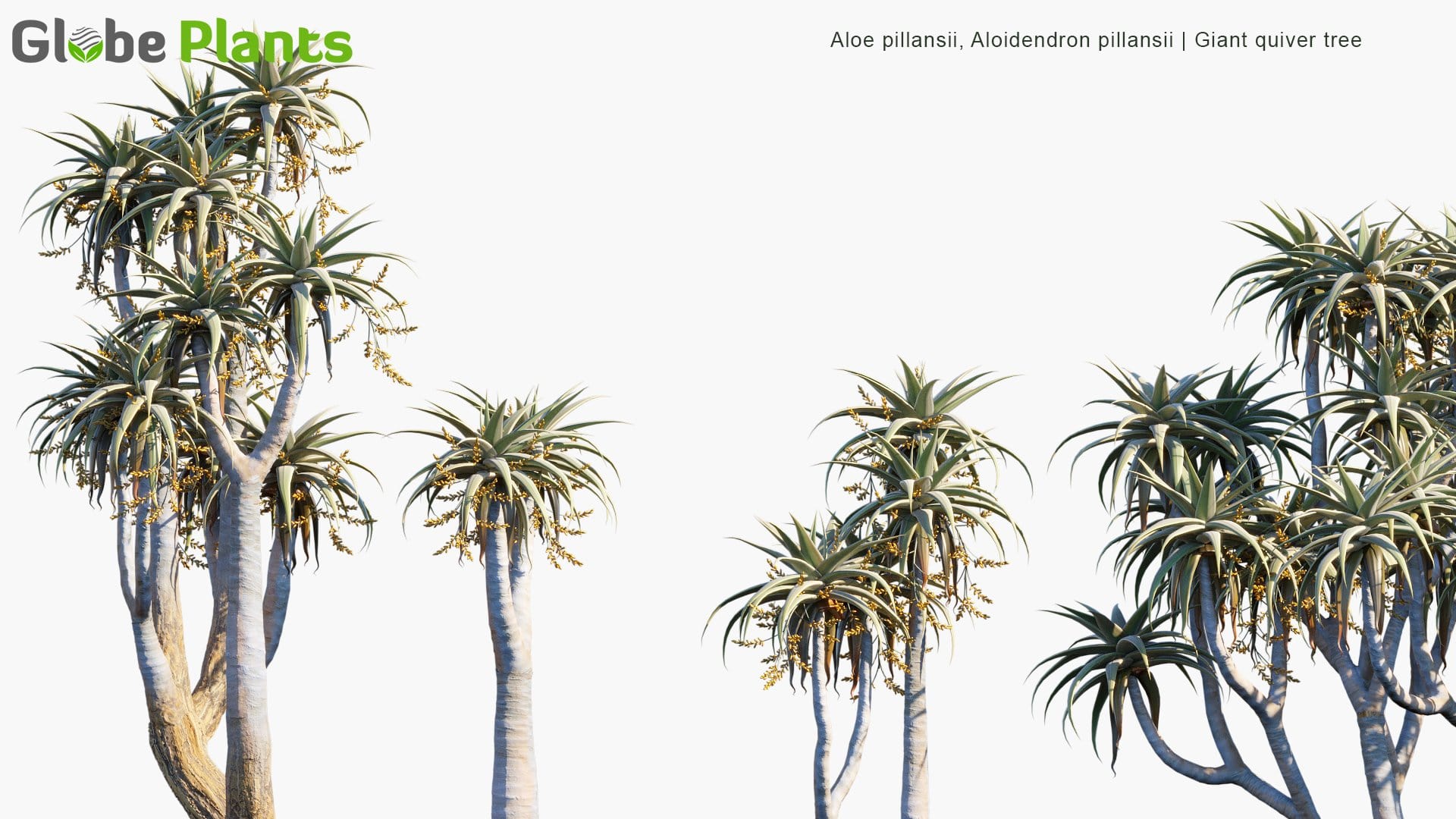 Aloe Pillansii 3D Model