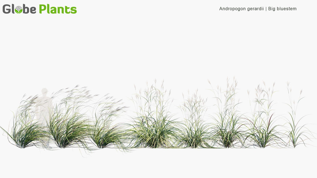 andropogon gerardii tanımlaması