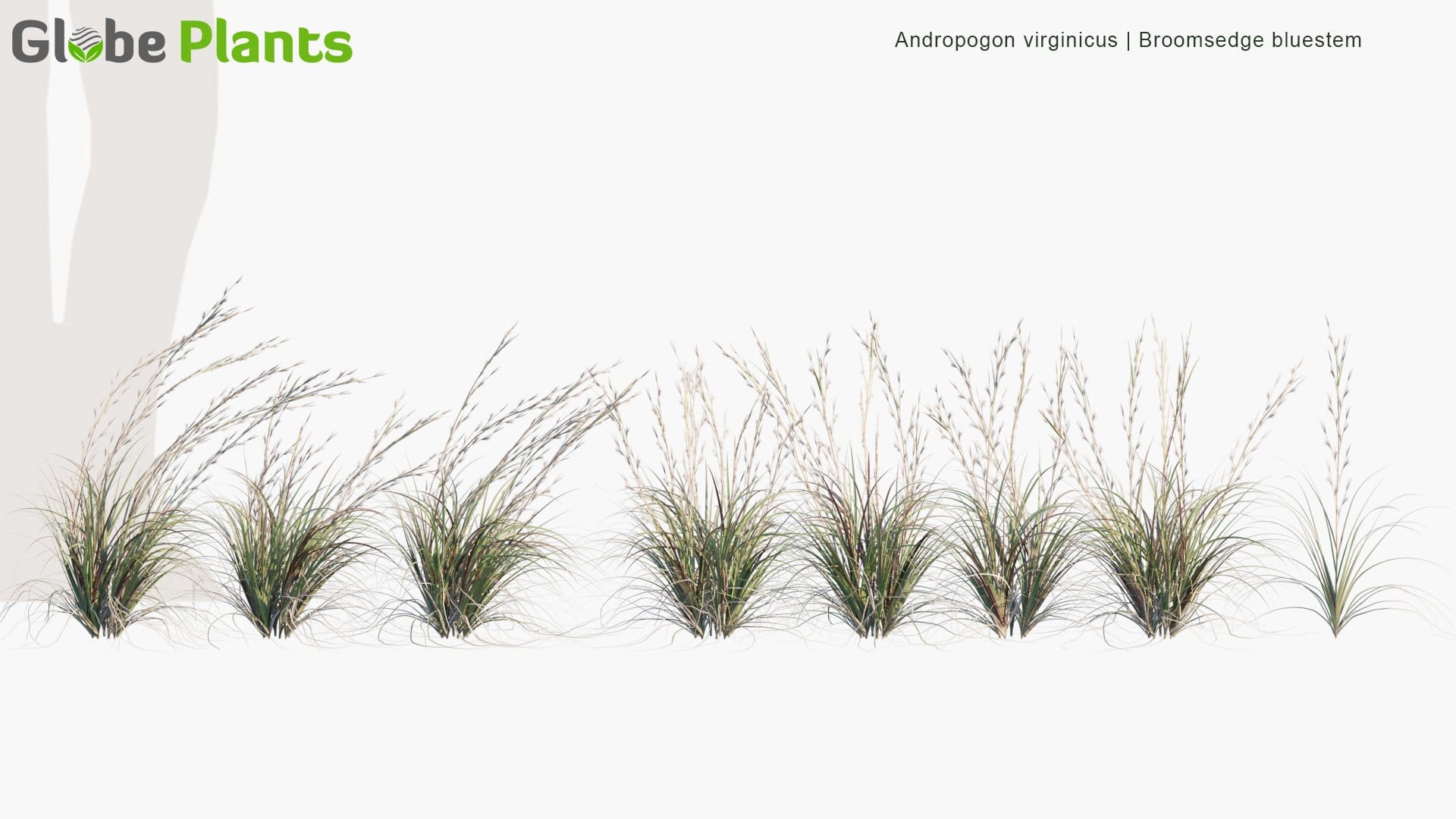 Andropogon Virginicus - Broomsedge Bluestem, Yellowsedge Bluestem, Whiskey Grass (3D Model)