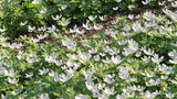 Load image into Gallery viewer, Anemone Canadensis - Canada Anemone, Round-Headed Anemone, Meadow Anemone, Windflower, Crowfoot