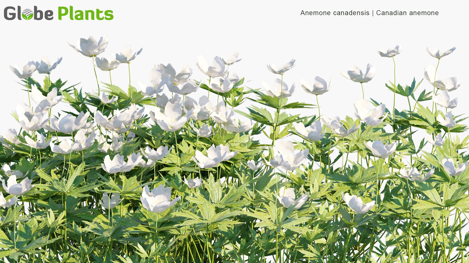 Anemone Canadensis - Canada Anemone, Round-Headed Anemone, Meadow Anemone, Windflower, Crowfoot