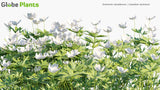 Load image into Gallery viewer, Anemone Canadensis - Canada Anemone, Round-Headed Anemone, Meadow Anemone, Windflower, Crowfoot