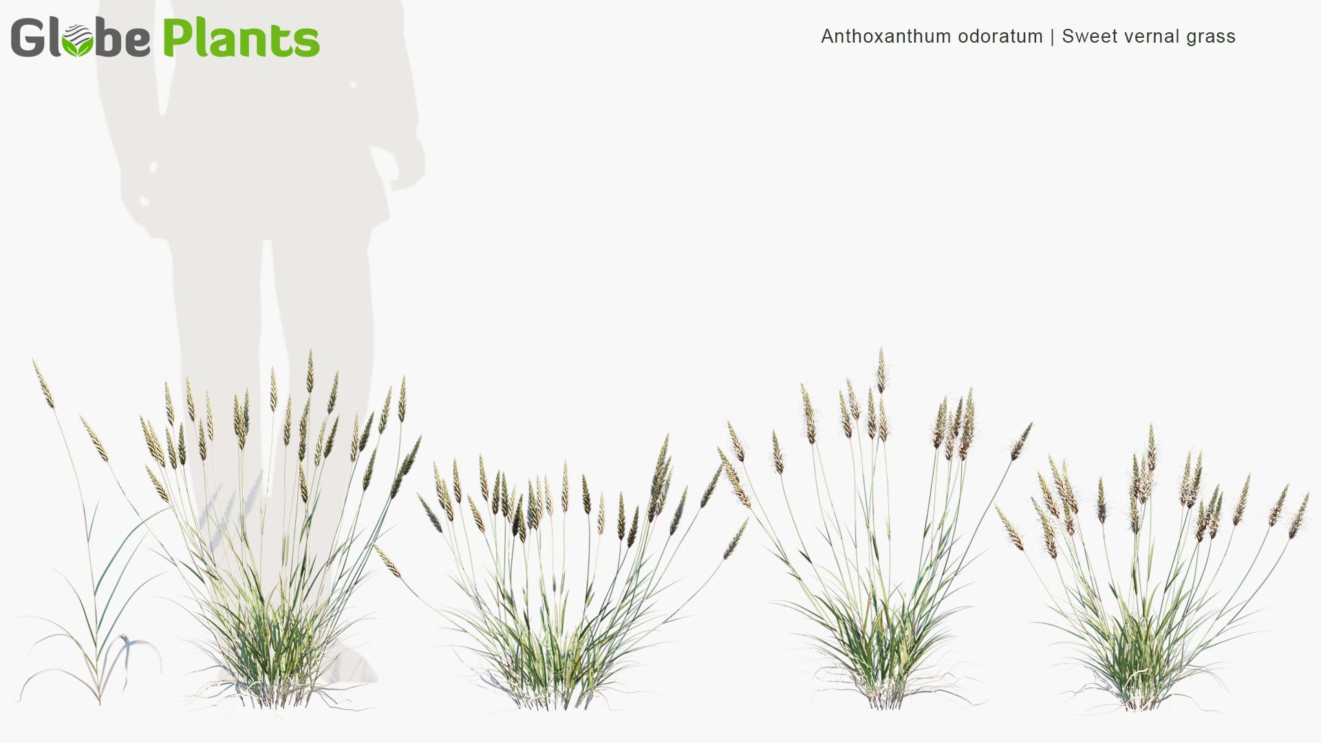 Anthoxanthum Odoratum - Sweet Vernal Grass (3D Model)