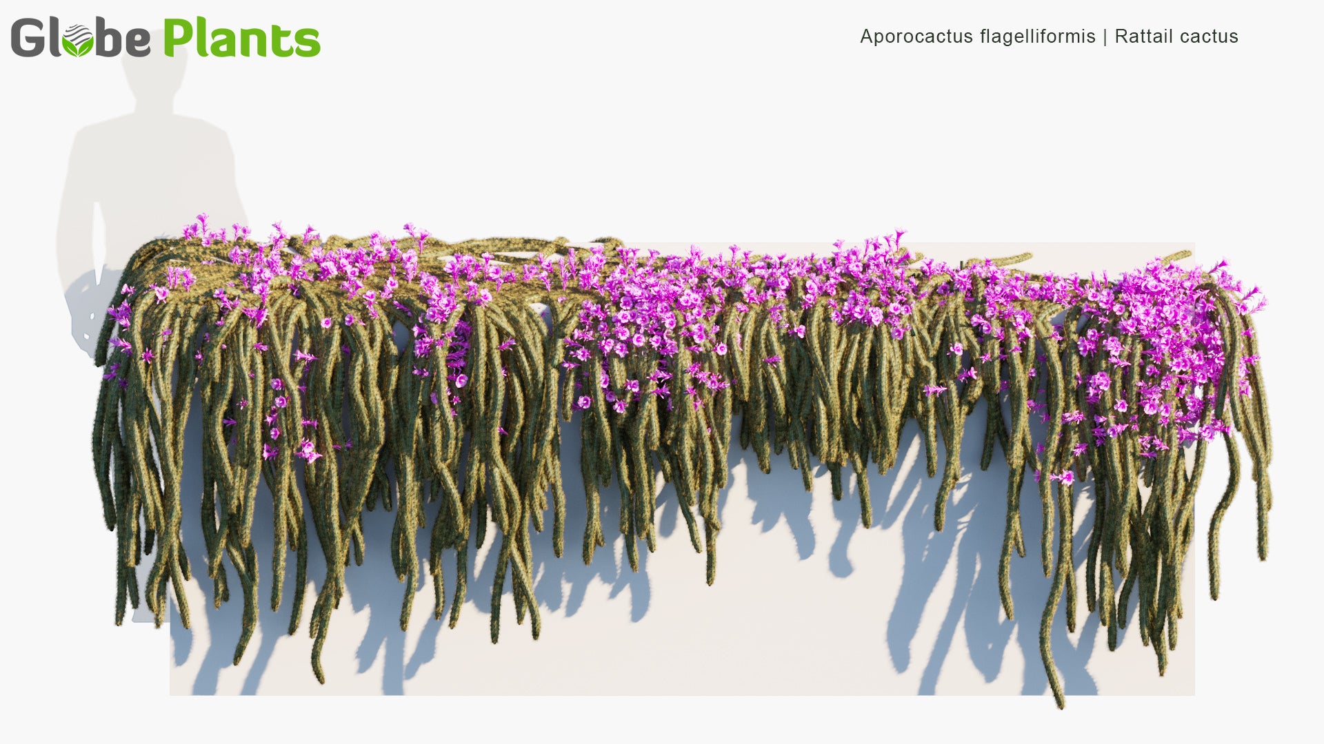 Aporocactus Flagelliformis 3D Model