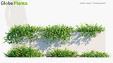 Load image into Gallery viewer, Arachis Repens - Grama-Amendoim, Peanut Grass