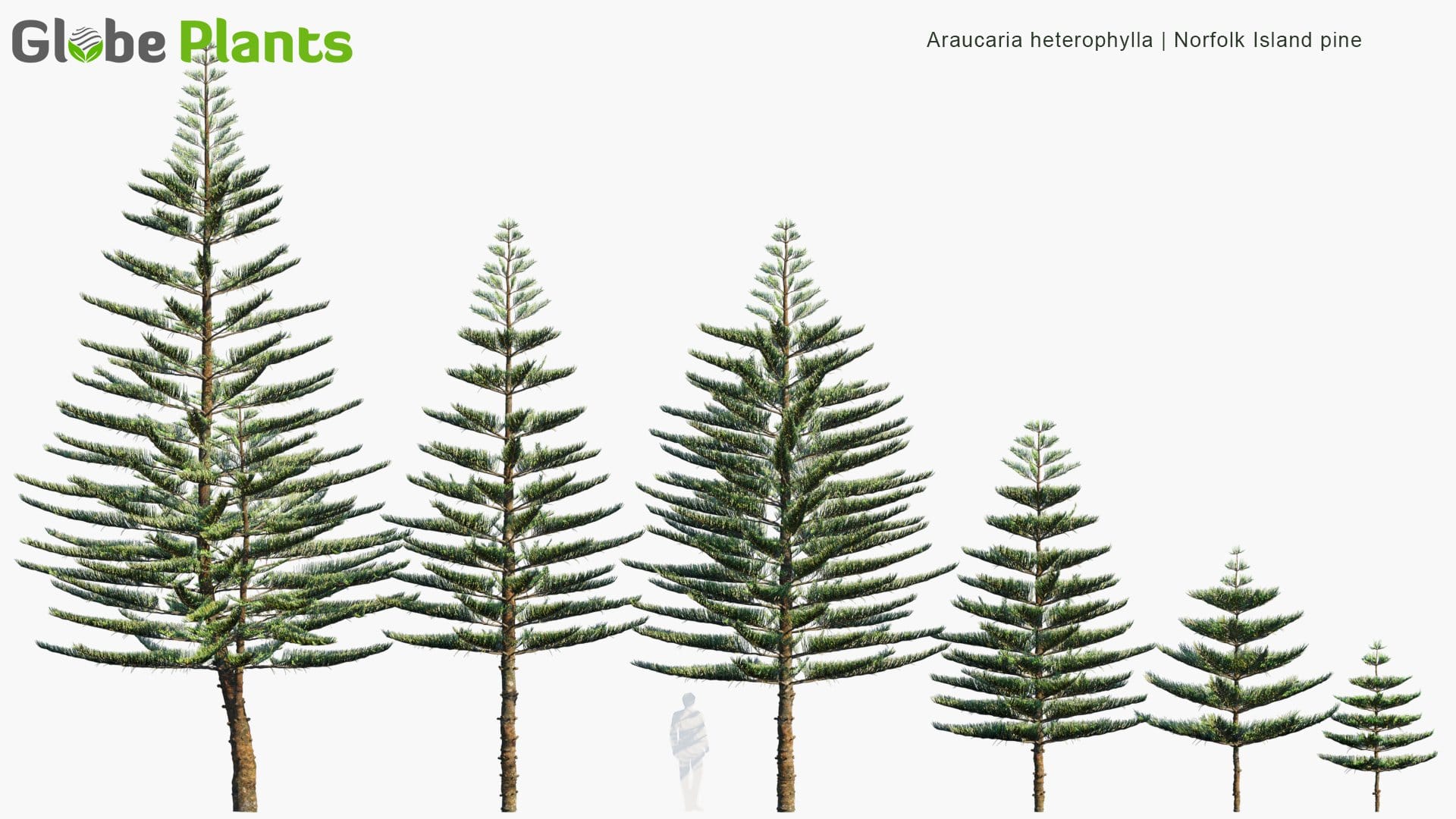 Araucaria Heterophylla - Norfolk Island Pine, Star Pine, Polynesian Pine, Triangle Tree, Living Christmas Tree (3D Model)