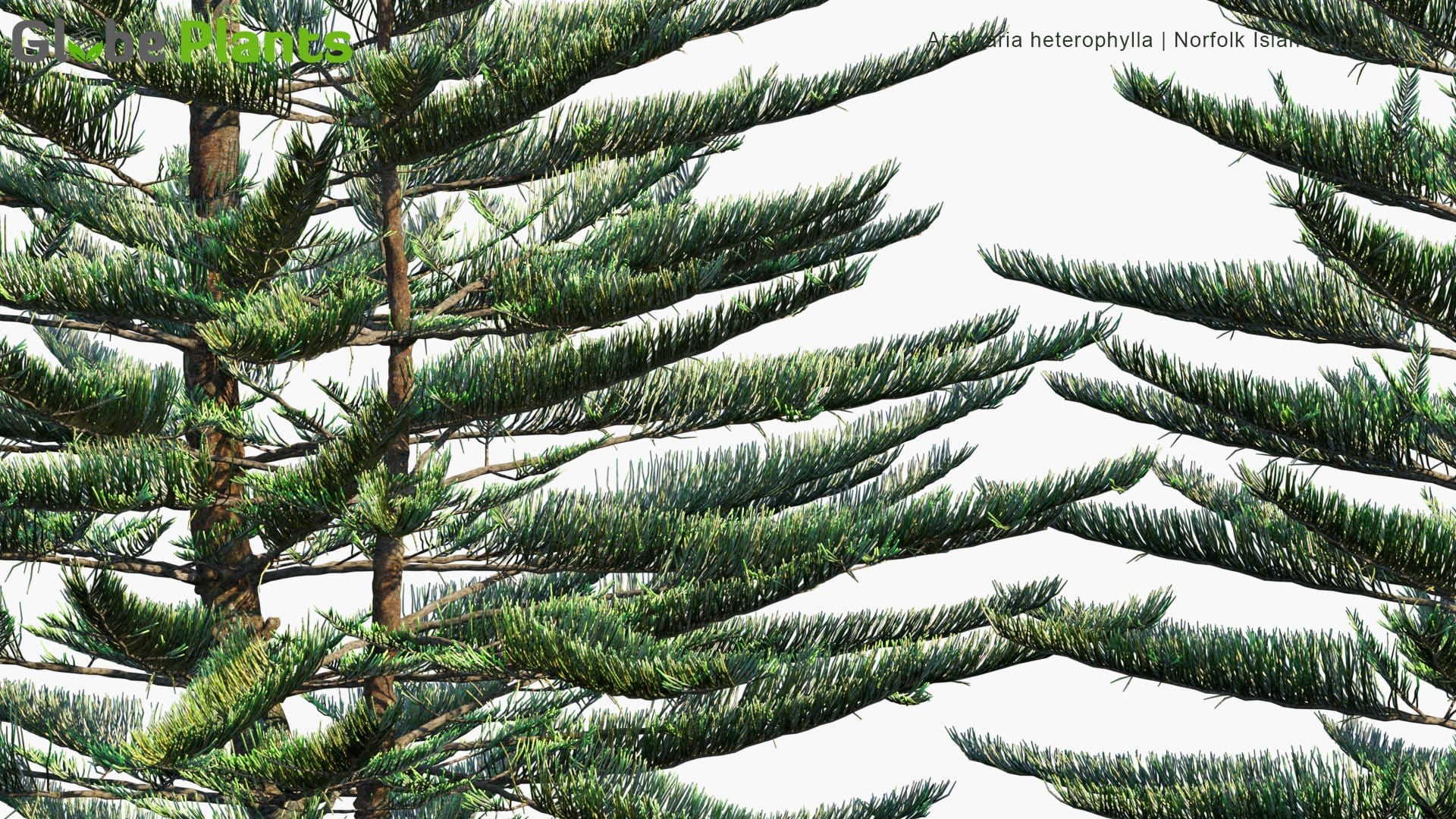 Araucaria Heterophylla - Norfolk Island Pine, Star Pine, Polynesian Pine, Triangle Tree, Living Christmas Tree (3D Model)