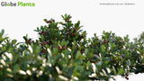 Load image into Gallery viewer, Arctostaphylos Uva-Ursi - Bearberry