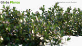 Load image into Gallery viewer, Arctostaphylos Uva-Ursi - Bearberry