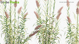 Load image into Gallery viewer, Arundo Donax - Giant Cane, Elephant Grass, Carrizo, Arundo, Spanish Cane, Colorado River Reed, Wild Cane, Giant Reed (3D Model)