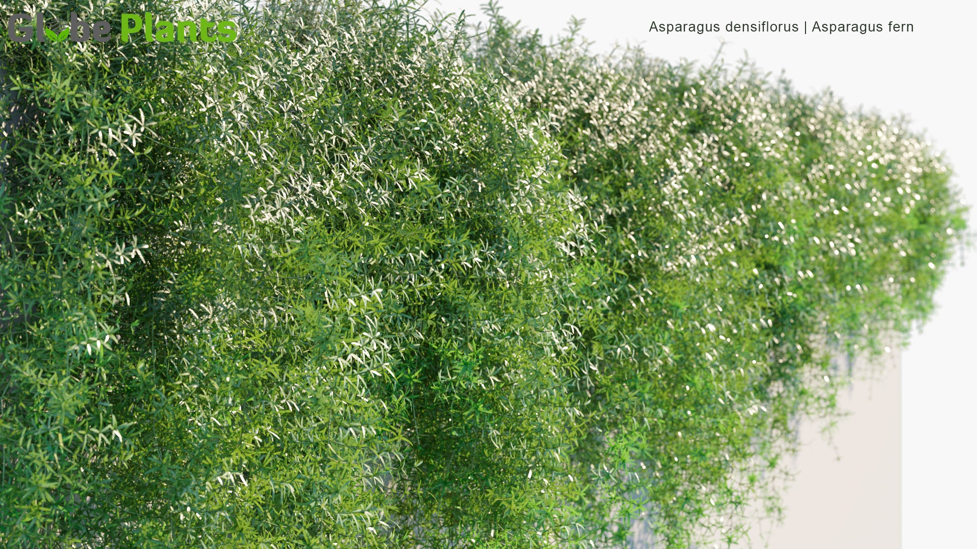 Asparagus Densiflorus - Asparagus Fern, Foxtail Fern (3D Model)