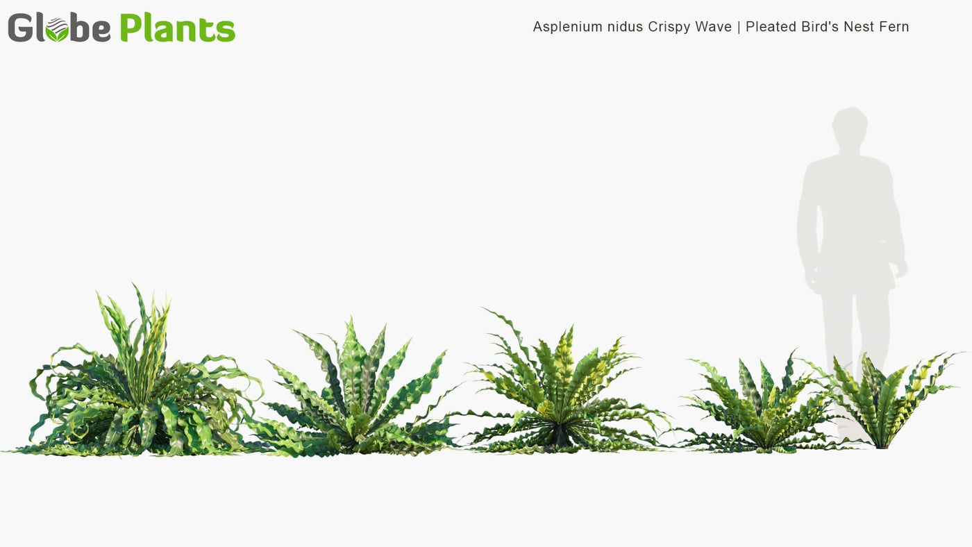 High Poly | 3D Asplenium Nidus Crispy Wave (Pleated Bird's Nest Fern)