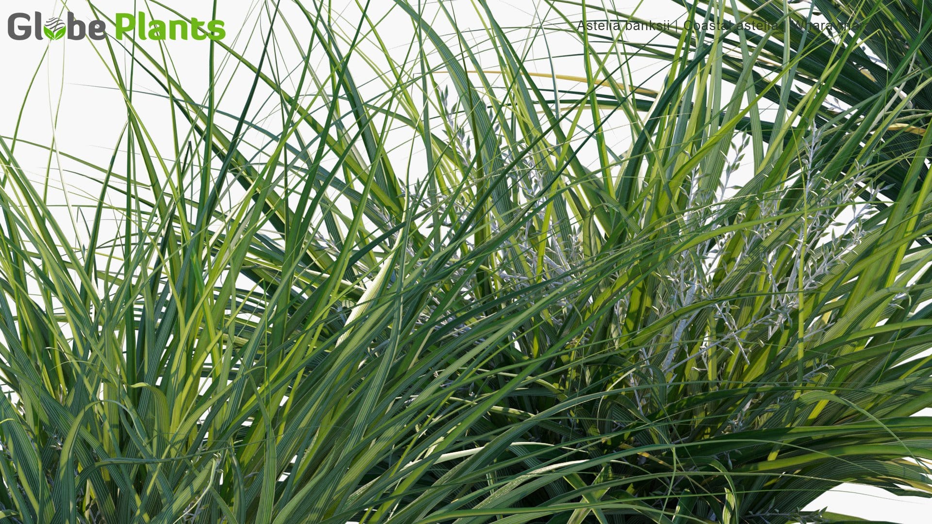 Astelia Banksii - Coastal Astelia, Wharawhara (3D Model)