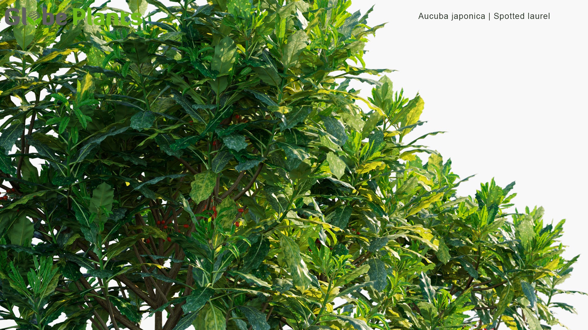 Aucuba Japonica - Spotted Laurel, Japanese Laurel, Japanese Aucuba, Gold Dust Plant