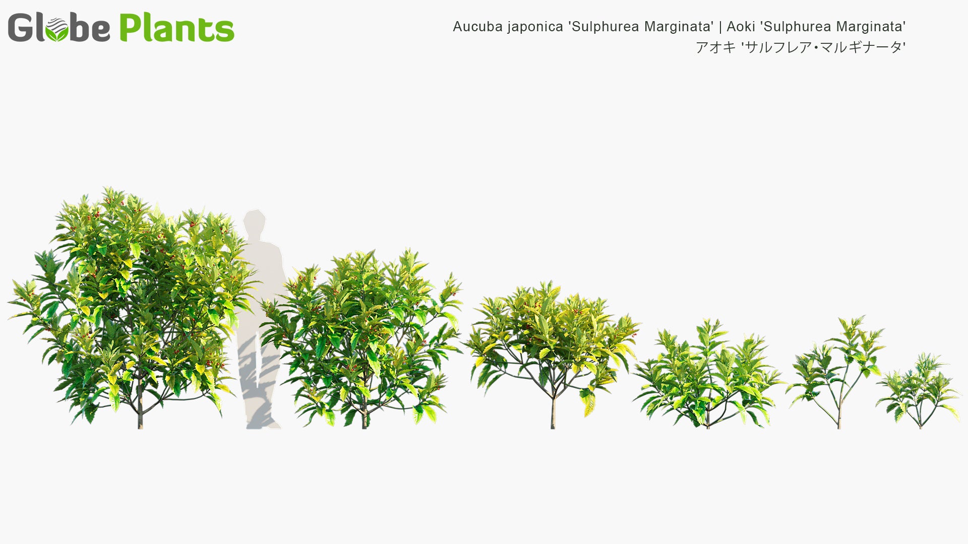 Aucuba Japonica 'Sulphurea Marginata' 3D Model